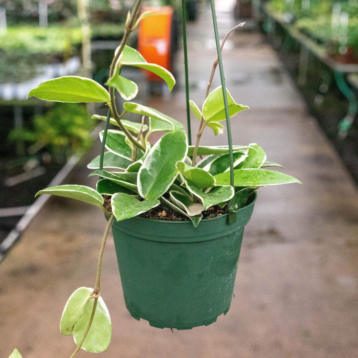 Gabriella Plants Hoya 5" Hoya Krimson Queen HB