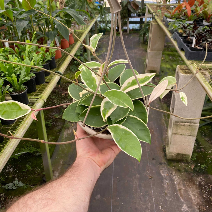 Gabriella Plants Hoya 6" Hoya Krimson Queen Hanging Basket