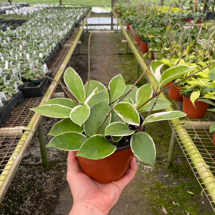 Gabriella Plants Hoya 6" Hoya Krimson Queen