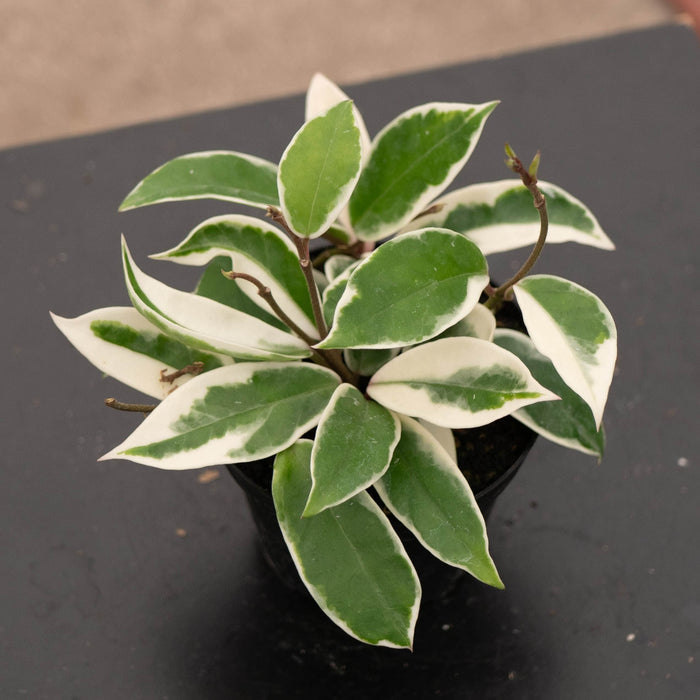 Gabriella Plants Hoya 4" Hoya carnosa 'Krimson Queen'