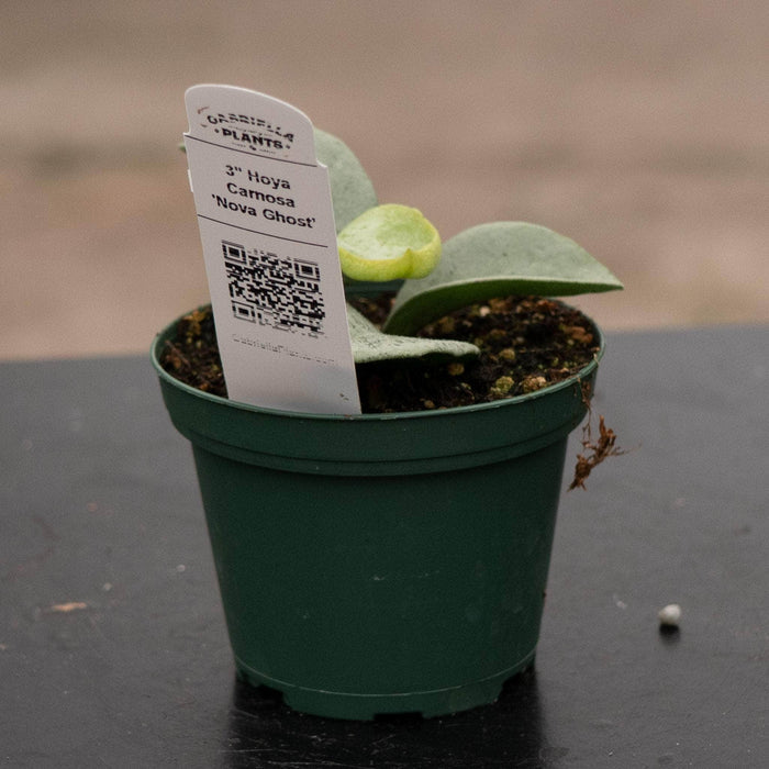 Gabriella Plants Hoya 3" Hoya carnosa 'Nova Ghost’