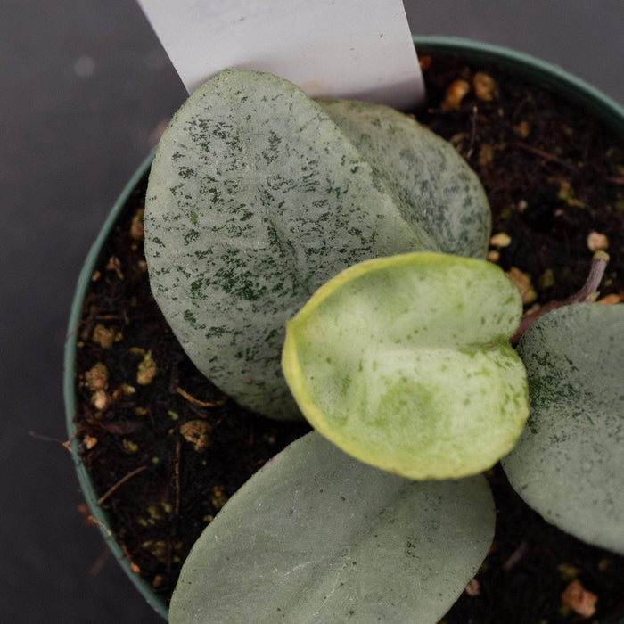Gabriella Plants Hoya 3" Hoya carnosa 'Nova Ghost’