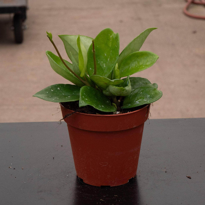 Gabriella Plants Hoya 4" Hoya carnosa 'Snowball'