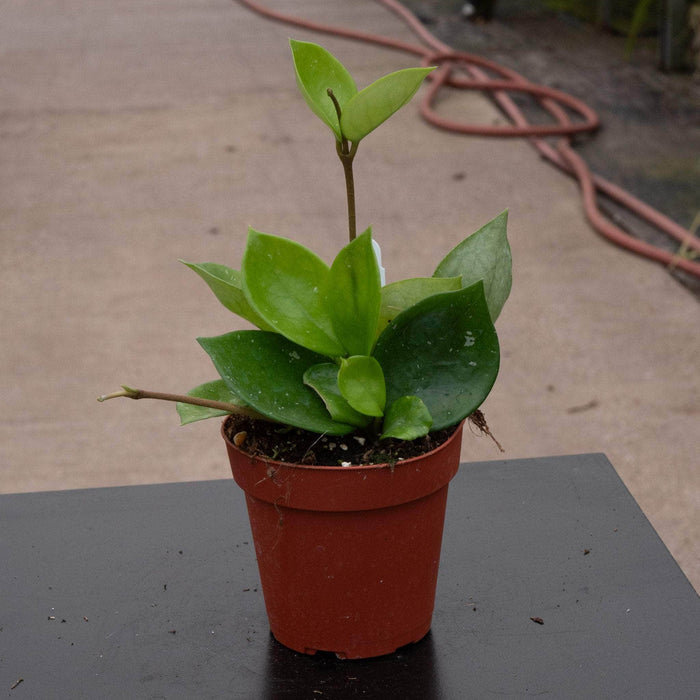 Gabriella Plants Hoya 4" Hoya carnosa 'Snowball'