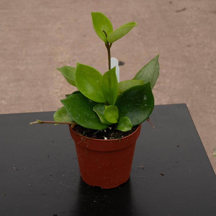 Gabriella Plants Hoya 4" Hoya carnosa 'Snowball'