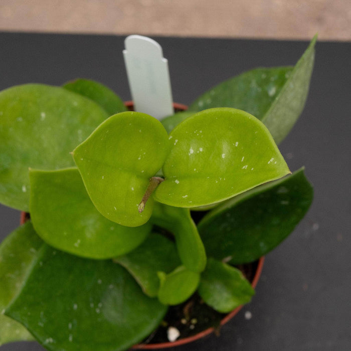 Gabriella Plants Hoya 4" Hoya carnosa 'Snowball'