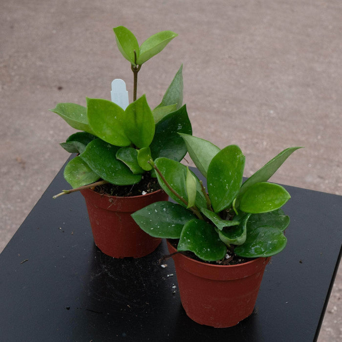 Gabriella Plants Hoya 4" Hoya carnosa 'Snowball'