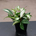 Gabriella Plants Hoya 4" Hoya carnosa 'Tricolor' 'Krimson Princess'