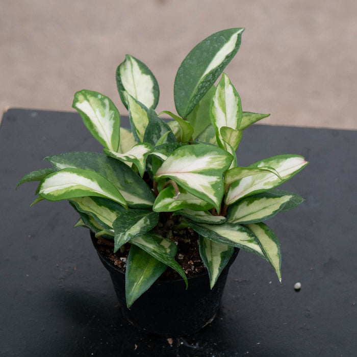 Gabriella Plants Hoya Hoya carnosa 'Tricolor' 'Krimson Princess'