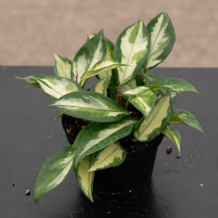 Gabriella Plants Hoya Hoya carnosa 'Tricolor' 'Krimson Princess'