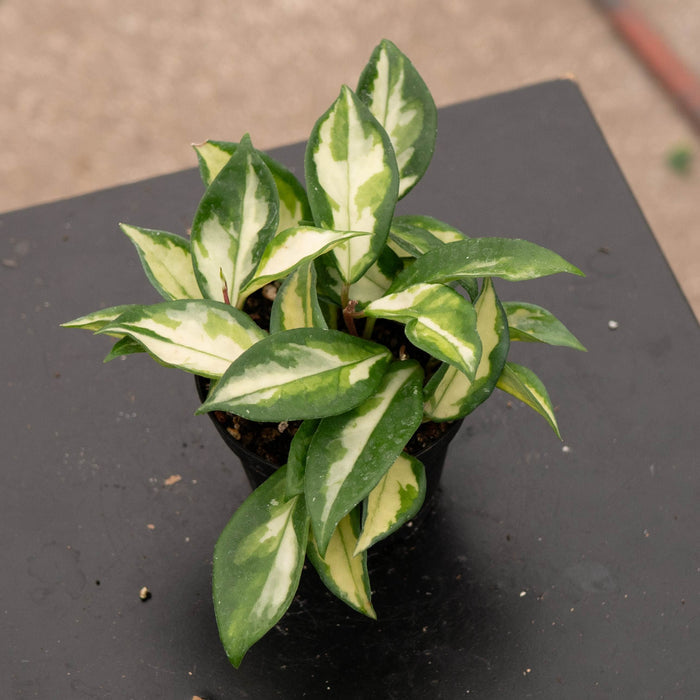Gabriella Plants Hoya Hoya carnosa 'Tricolor' 'Krimson Princess'