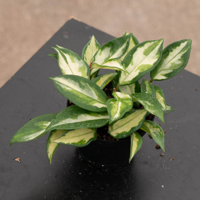 Gabriella Plants Hoya Hoya carnosa 'Tricolor' 'Krimson Princess'