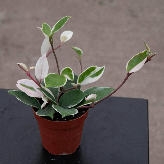 Gabriella Plants Hoya 4" Hoya carnosa variegated 'Amore'