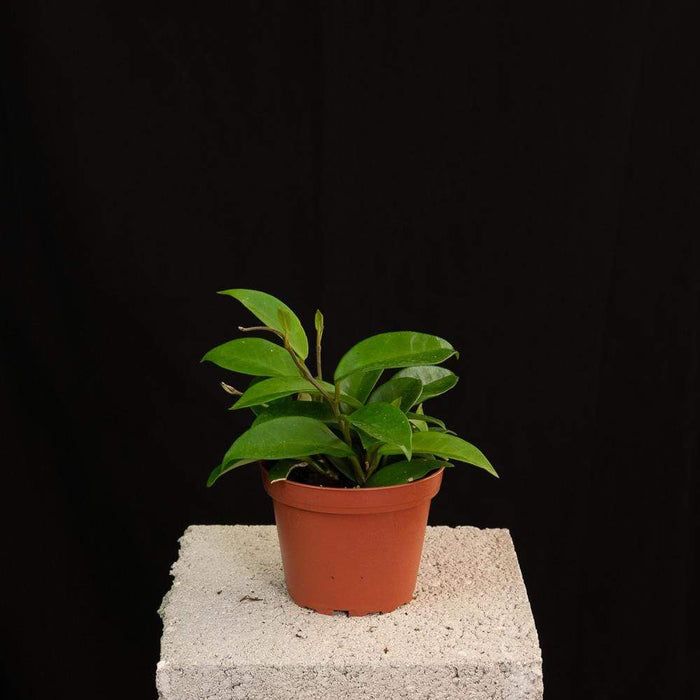Gabriella Plants Hoya 4" Hoya Carnosa Green
