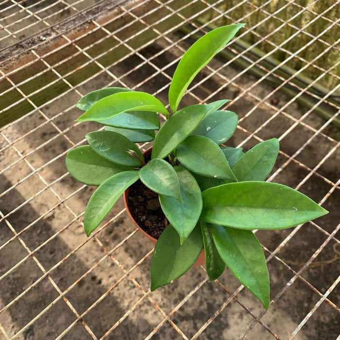 Gabriella Plants Hoya 4" Hoya Carnosa Green