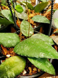 Gabriella Plants Hoya 4" Hoya caudata 'Sumatra'