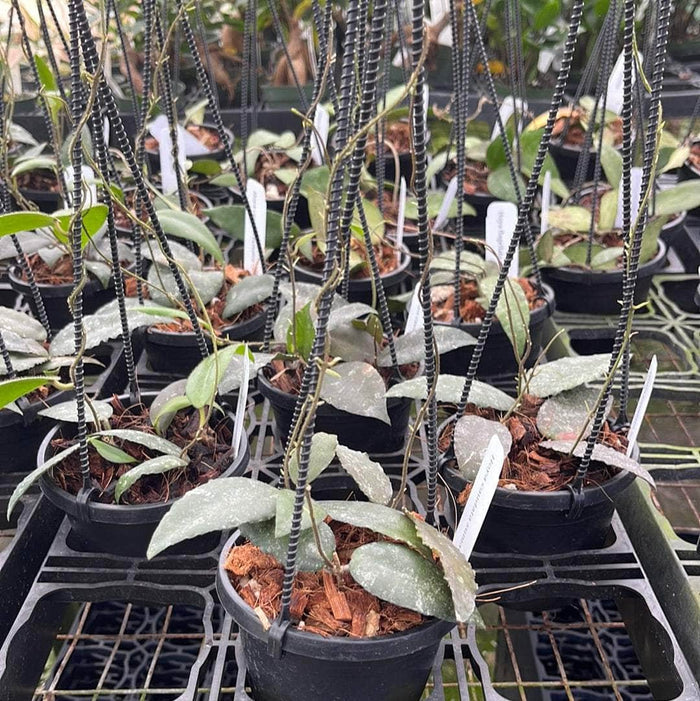 Gabriella Plants Hoya 5" Hoya caudata 'Sumatra' Hanging Basket