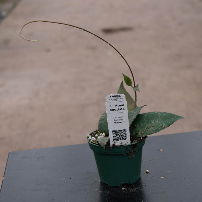 Gabriella Plants Hoya 3" Hoya caudata
