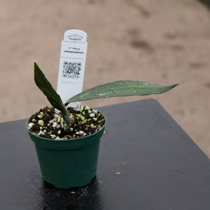 Gabriella Plants Hoya 3" Hoya clemensiorum