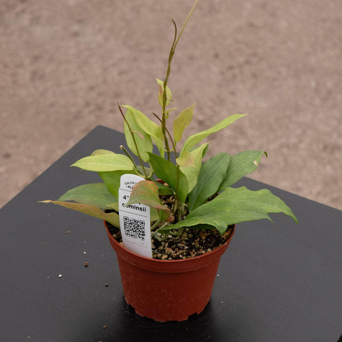 Gabriella Plants Hoya 4" Hoya cominsii