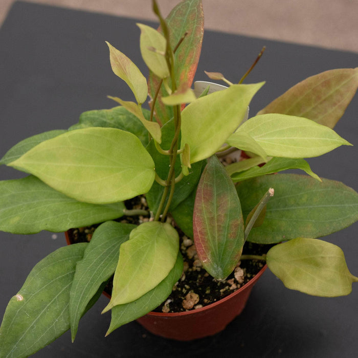 Gabriella Plants Hoya Hoya cominsii