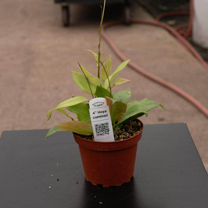 Gabriella Plants Hoya Hoya cominsii