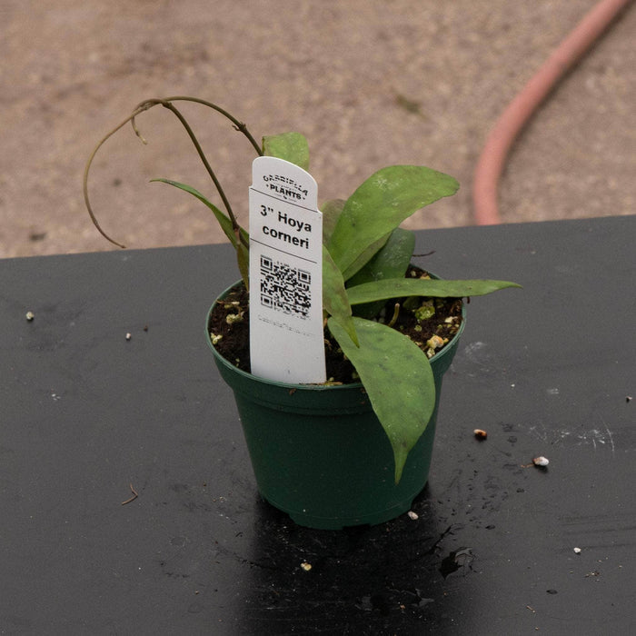 Gabriella Plants Hoya 3" Hoya corneri