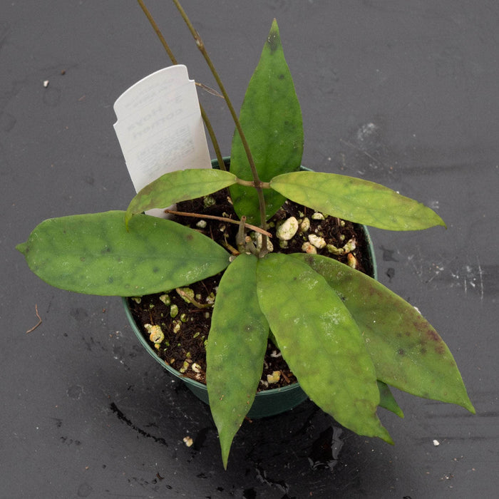 Gabriella Plants Hoya 3" Hoya corneri