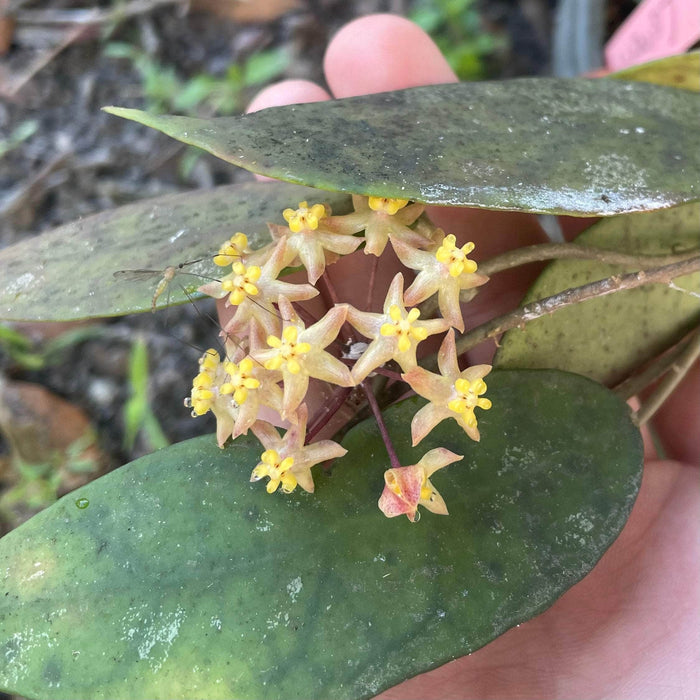 Gabriella Plants Hoya 3" Hoya corneri