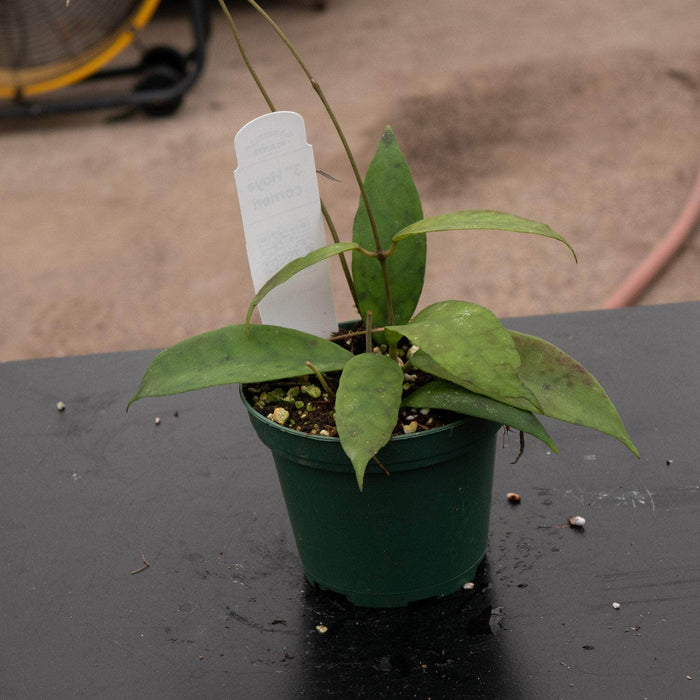 Gabriella Plants Hoya 3" Hoya corneri