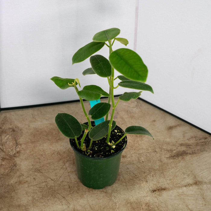 Gabriella Plants Hoya 4" Hoya coronaria
