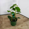 Gabriella Plants Hoya 4" Hoya coronaria
