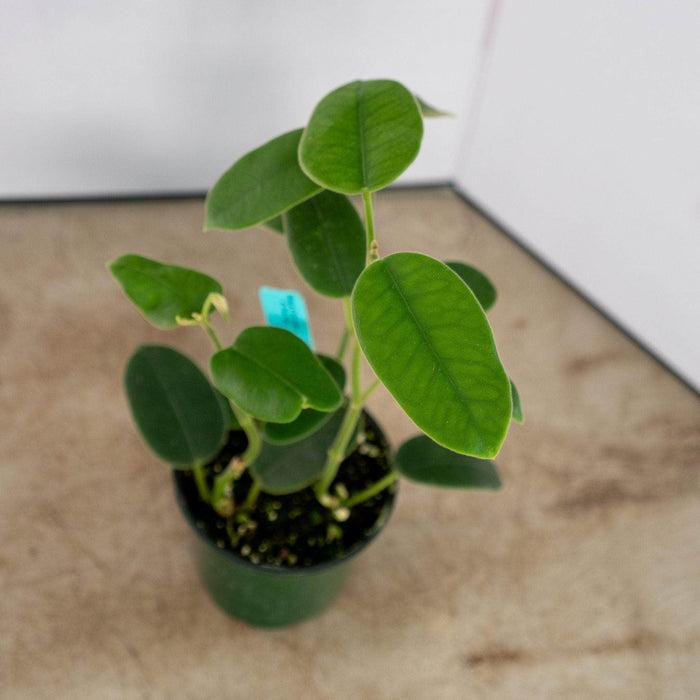 Gabriella Plants Hoya 4" Hoya coronaria