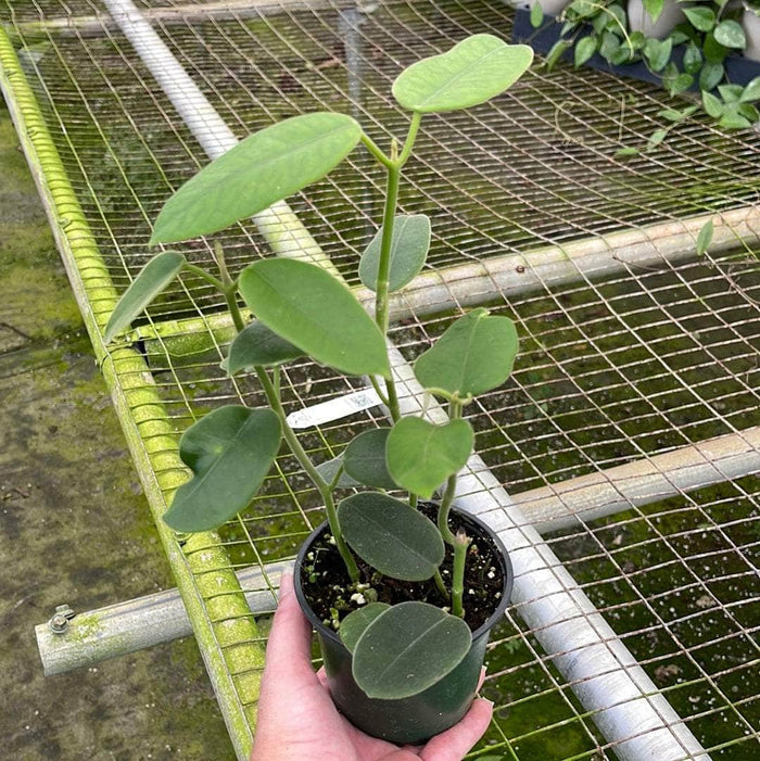 Gabriella Plants Hoya 4" Hoya coronaria