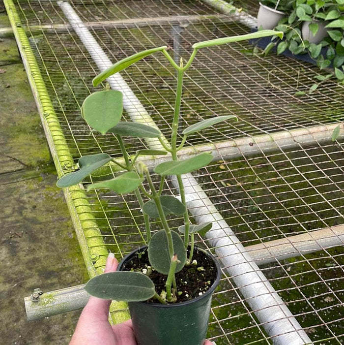 Gabriella Plants Hoya 4" Hoya coronaria