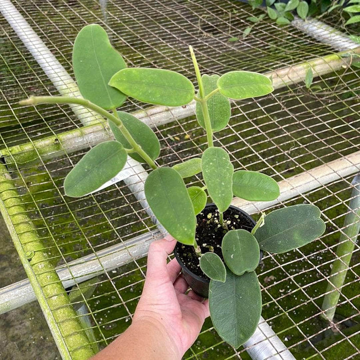 Gabriella Plants Hoya 4" Hoya coronaria