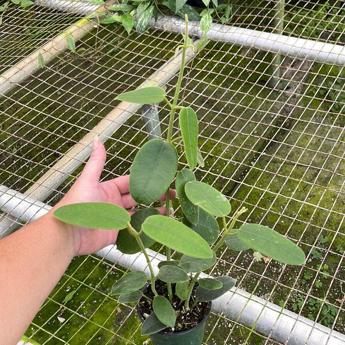 Gabriella Plants Hoya 4" Hoya coronaria