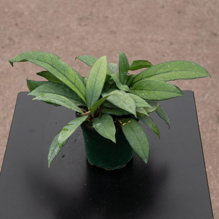 Gabriella Plants 4" Hoya crassipetiolata