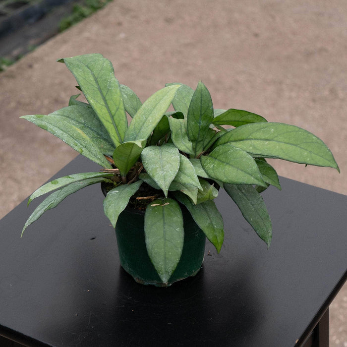 Gabriella Plants 4" Hoya crassipetiolata
