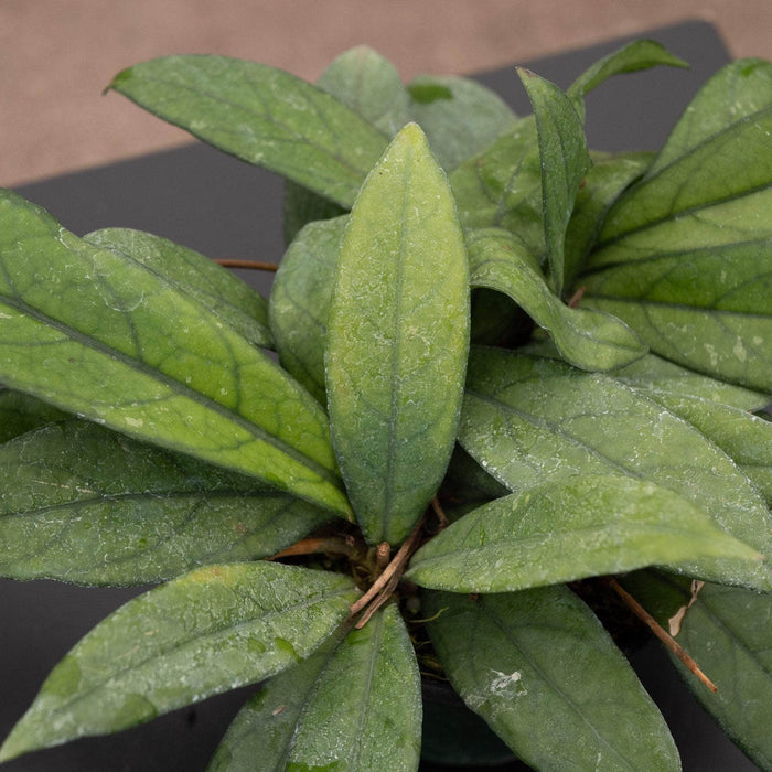 Gabriella Plants 4" Hoya crassipetiolata