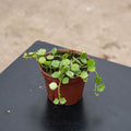 Gabriella Plants Hoya 4" Hoya curtisii