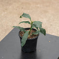 Gabriella Plants Hoya 4" Hoya decipulae