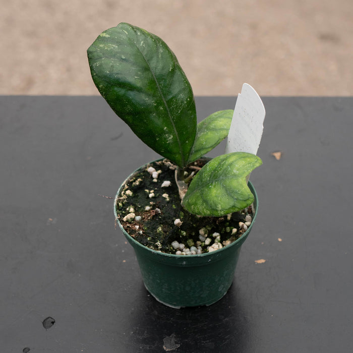 Gabriella Plants Hoya Hoya deykeae