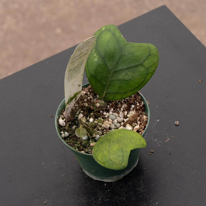 Gabriella Plants Hoya 3" Hoya deykeae