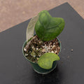 Gabriella Plants Hoya 3" Hoya deykeae