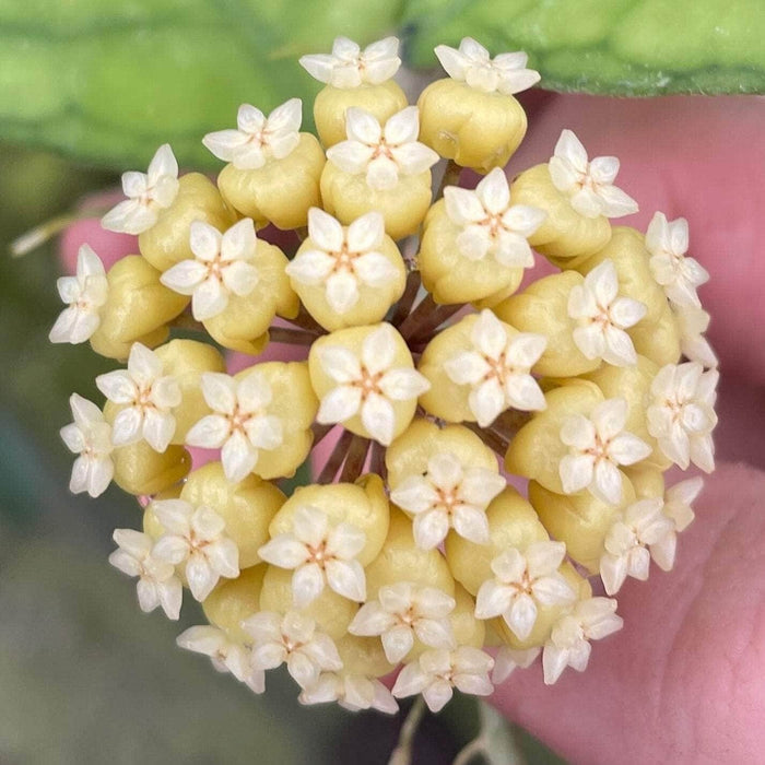 Gabriella Plants Hoya Hoya deykeae