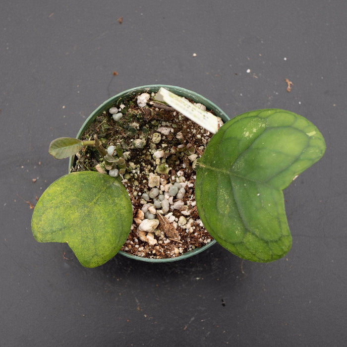 Gabriella Plants Hoya Hoya deykeae