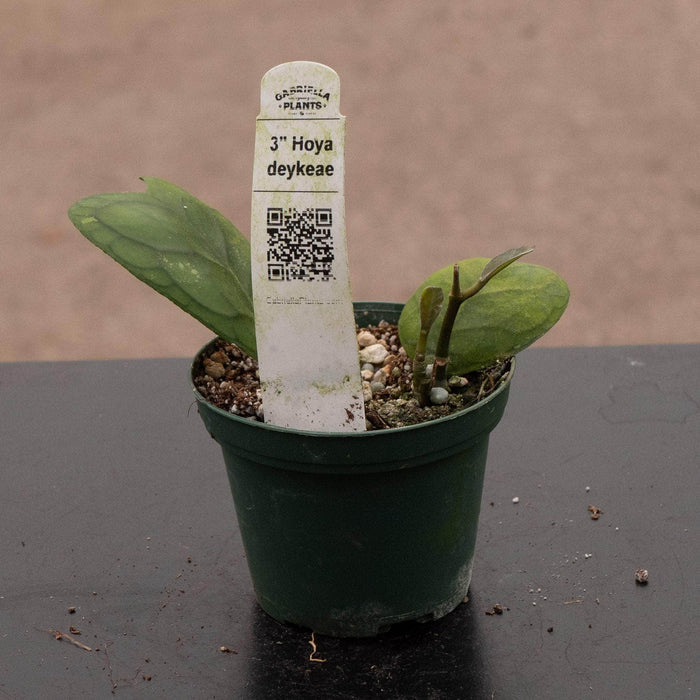 Gabriella Plants Hoya Hoya deykeae
