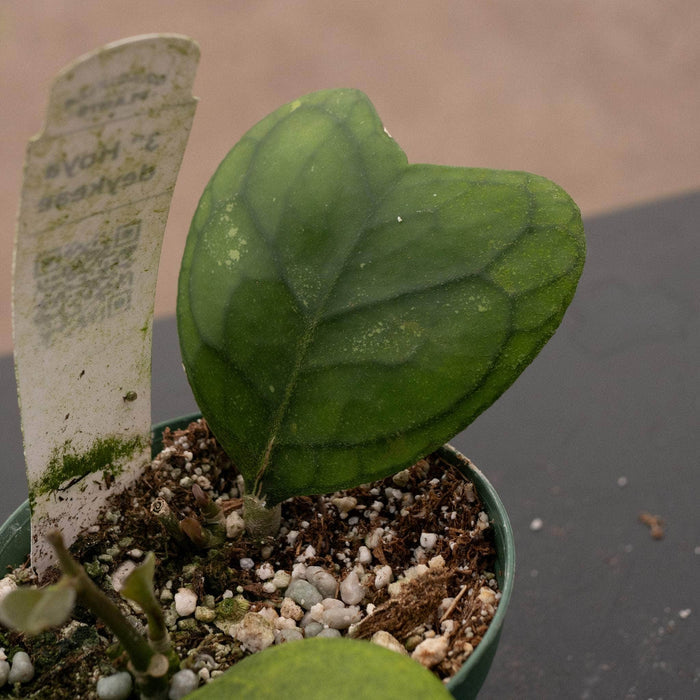 Gabriella Plants Hoya Hoya deykeae
