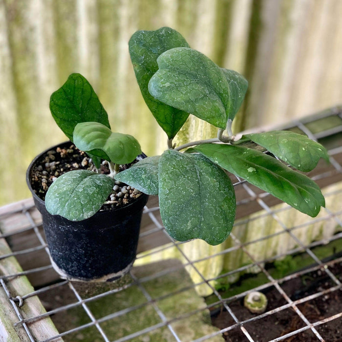 Gabriella Plants Hoya 4" Hoya deykeae